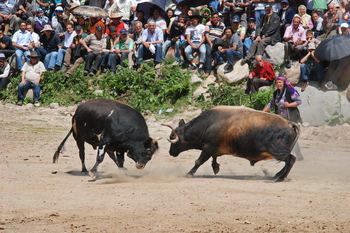 Bull Wrestling at Galer Düzü