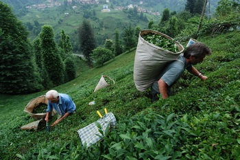 Tea Production — Of 1981 / Çamlıhemşin 2010