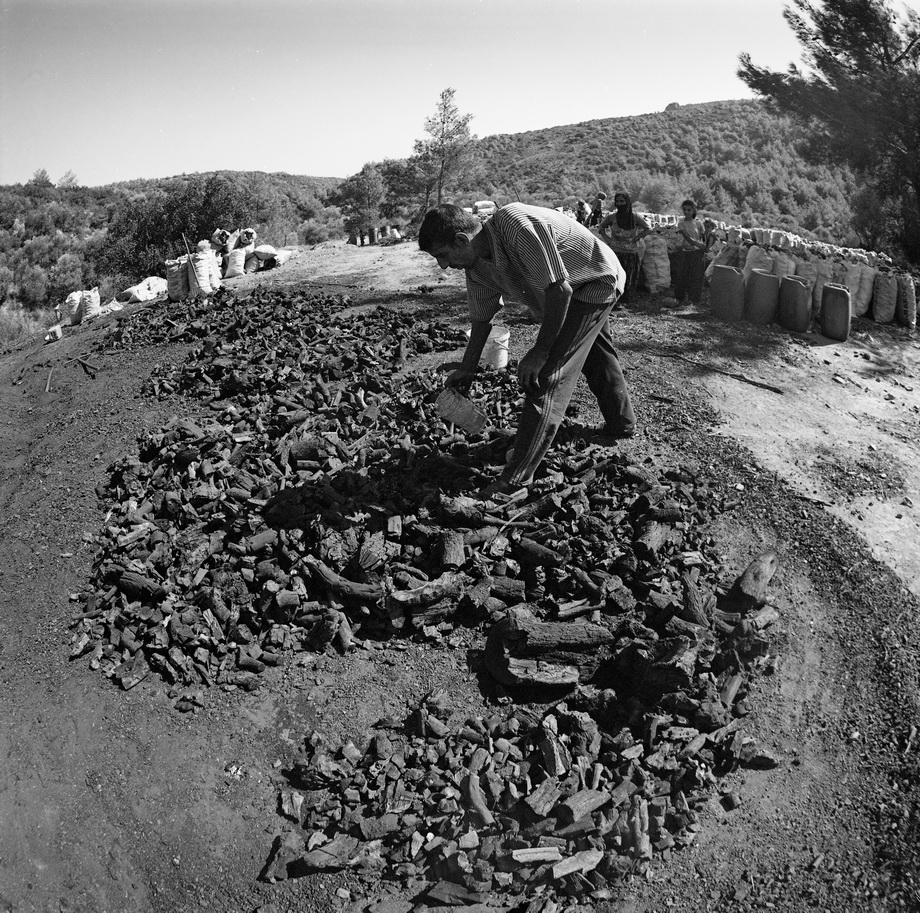 Traditional charcoal making, photograph 13